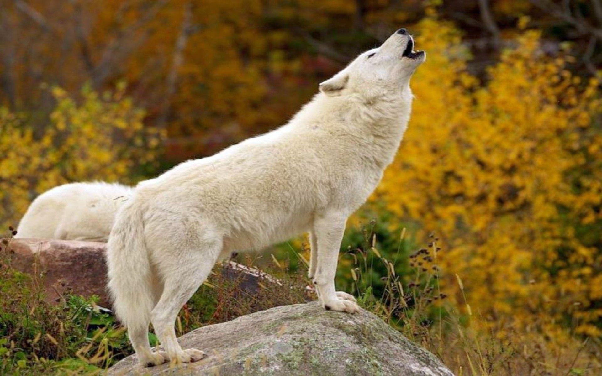 1920x1200 White Wolves Wallpaper