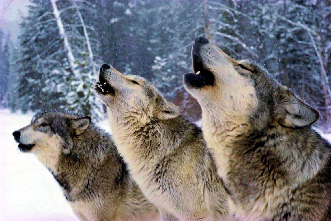 1147x768 Other: Life Snow Howling Winter Predator Hidden Wolves Nature Wolf