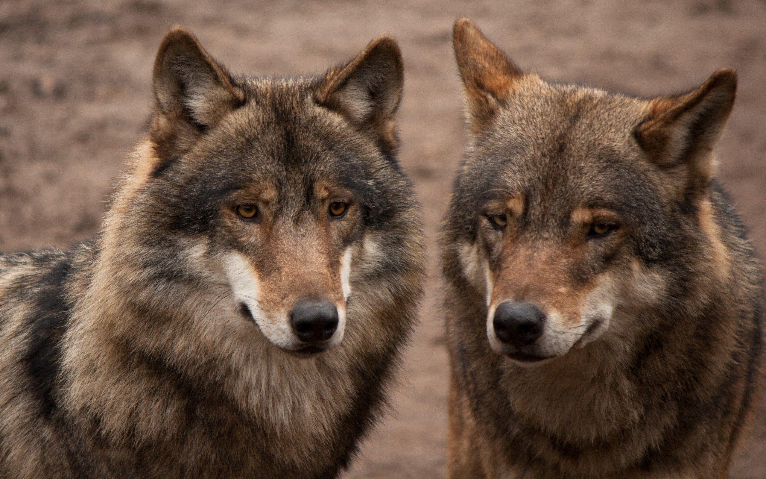 2560x1600 animals, Nature, Wolf Wallpaper HD / Desktop and Mobile Background