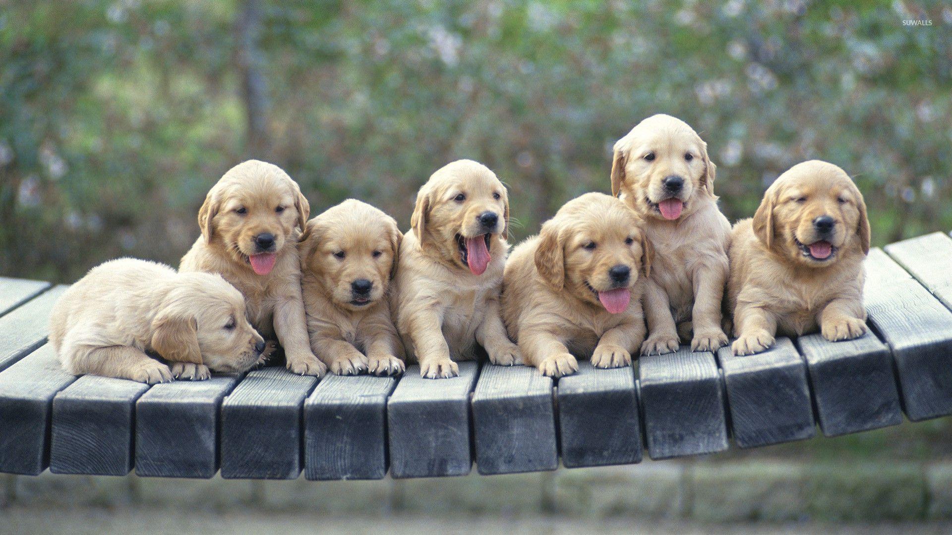 1920x1080 Golden Retriever puppies wallpaper