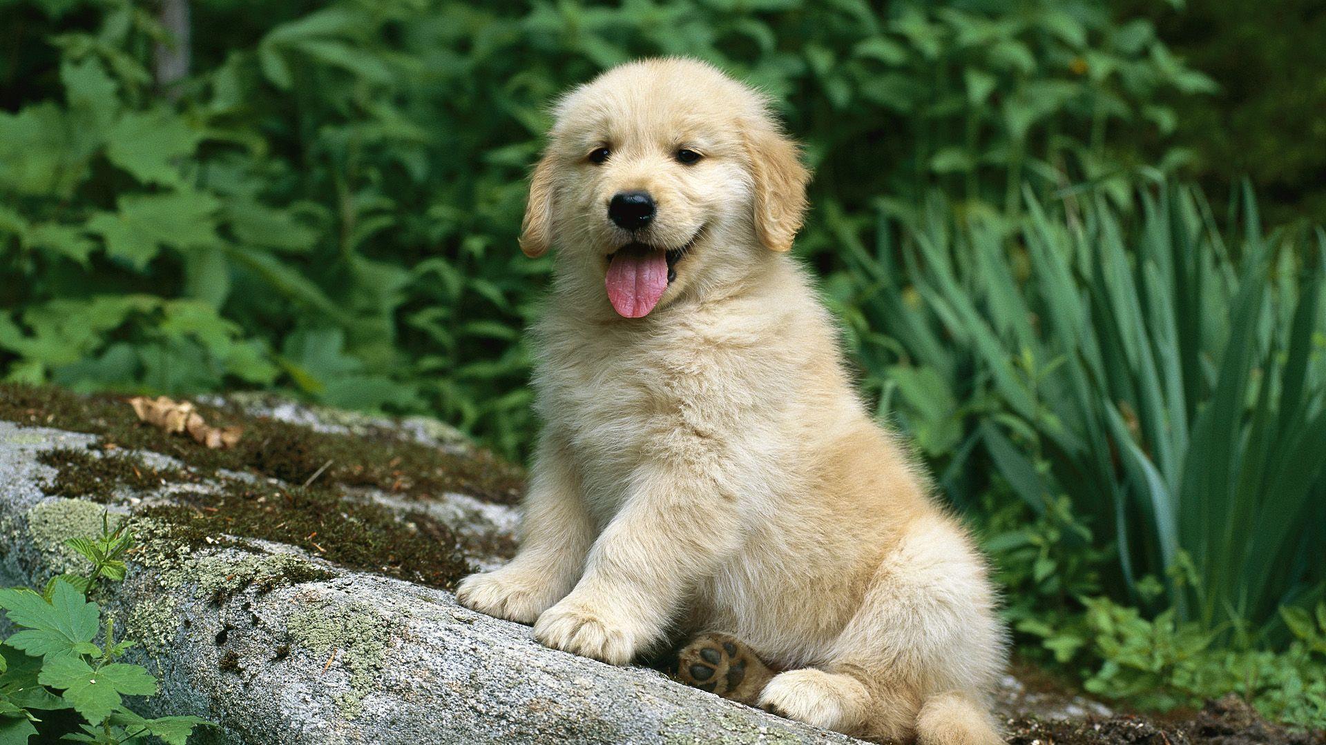 Golden Retriever Puppies Wallpapers - Top Free Golden Retriever Puppies  Backgrounds - WallpaperAccess