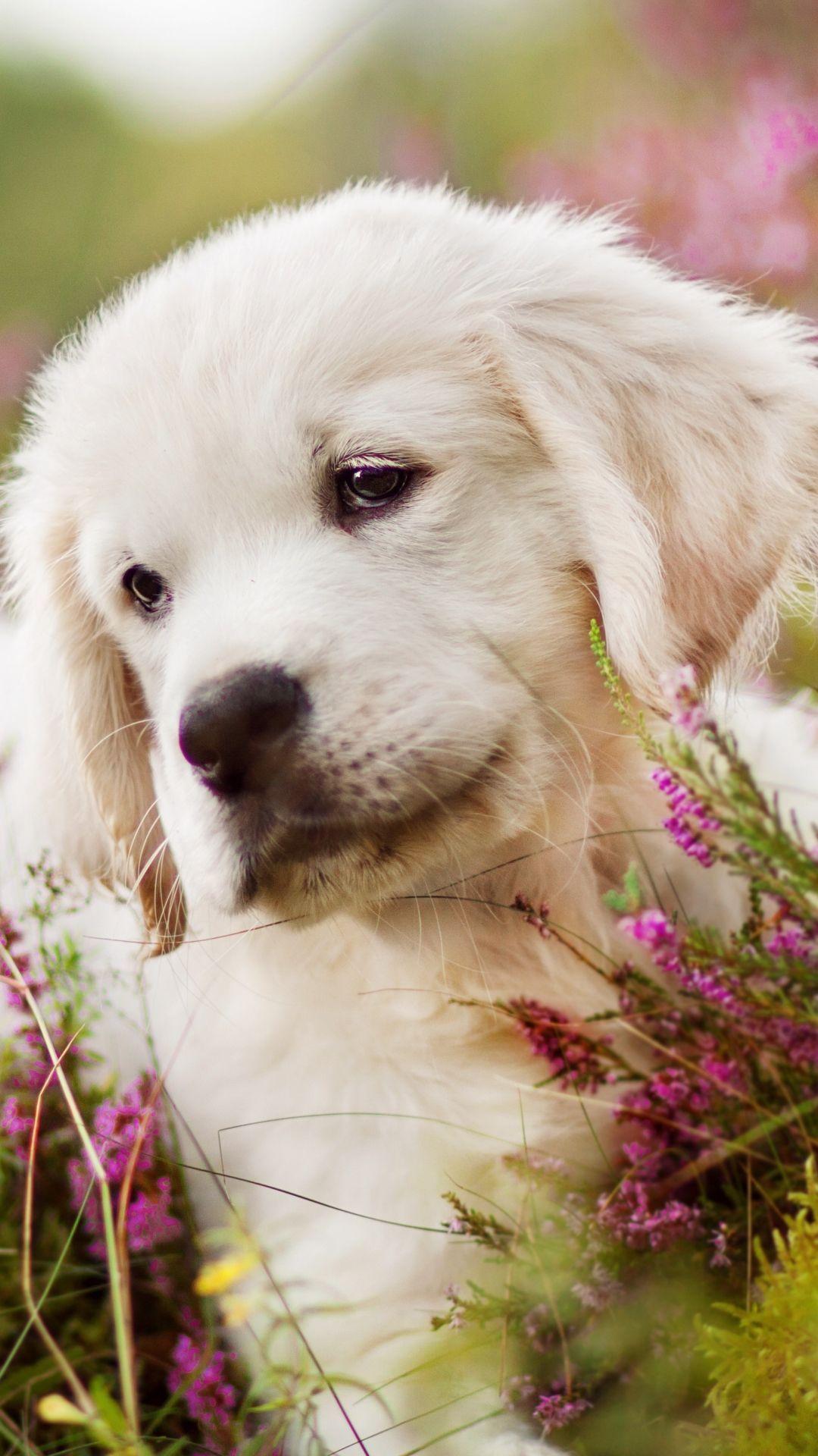 1080x1920 Baby Puppy Wallpaper Home Screen. Puppy wallpaper, Golden retriever, Retriever