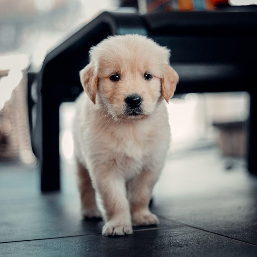1000x1000 Golden Retriever Puppy Picture. Download Free Image