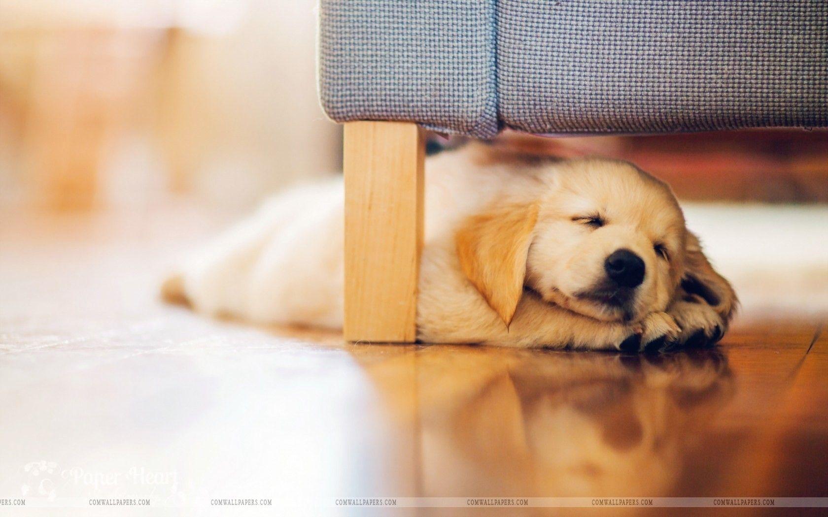 1680x1050 Golden Retriever Puppy Wallpaper HD