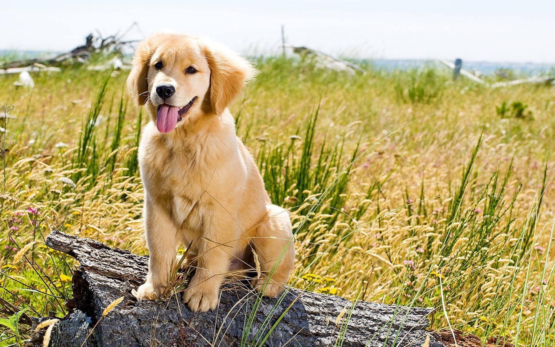 1920x1200 Golden Retriever Puppy Wallpaper