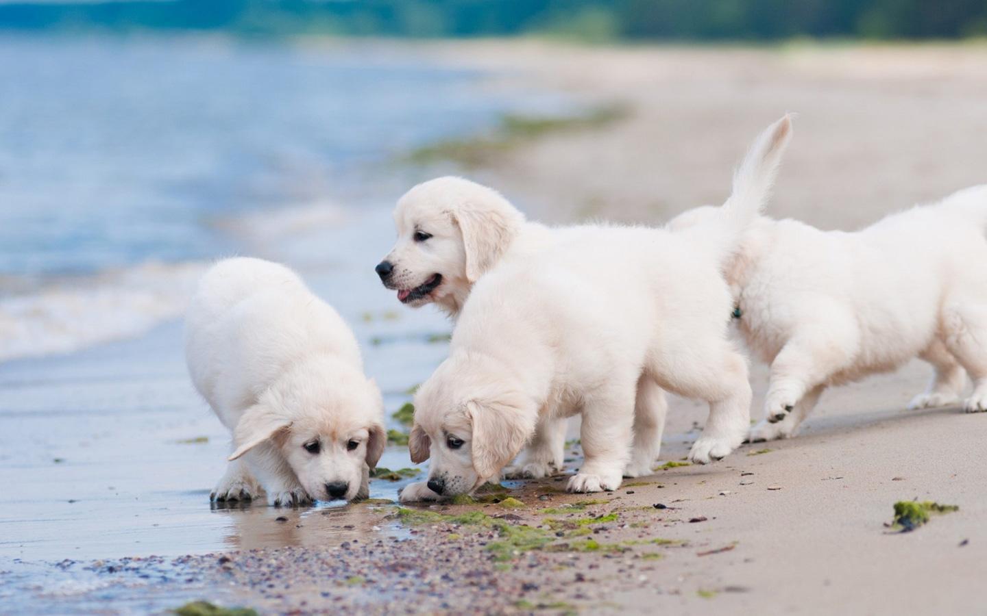 1440x900 Golden Retriever (Puppies, Sandbeach, Seaside) HD Dog Wallpaper
