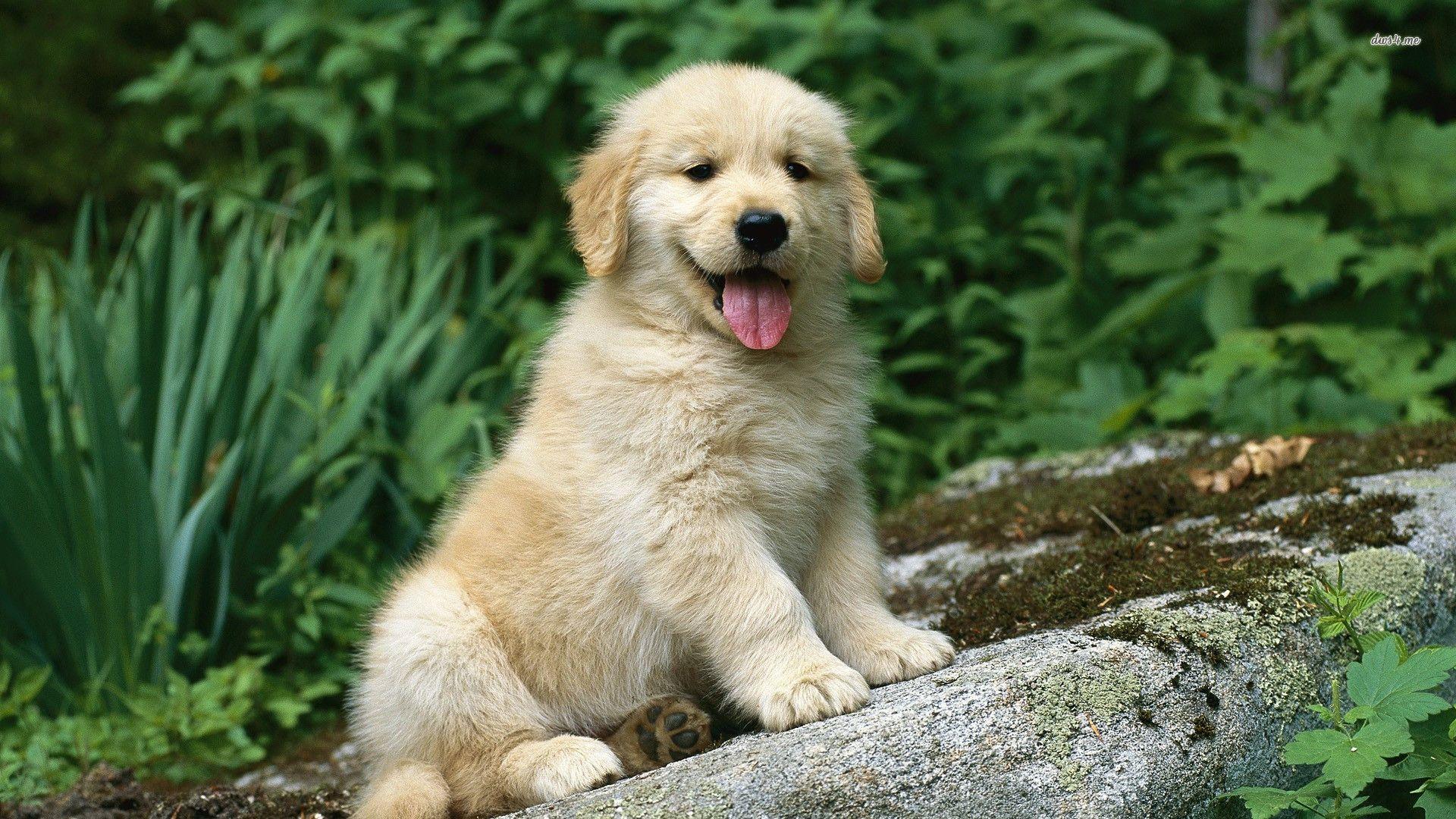 1920x1080 Free download Golden Retriever Puppies Wallpaper HD 10 Wallpaper [1920x1080] for your Desktop, Mobile & Tablet. Explore Golden Retriever Puppy Wallpaper. Free Golden Retriever Puppy Wallpaper, Golden Wallpaper