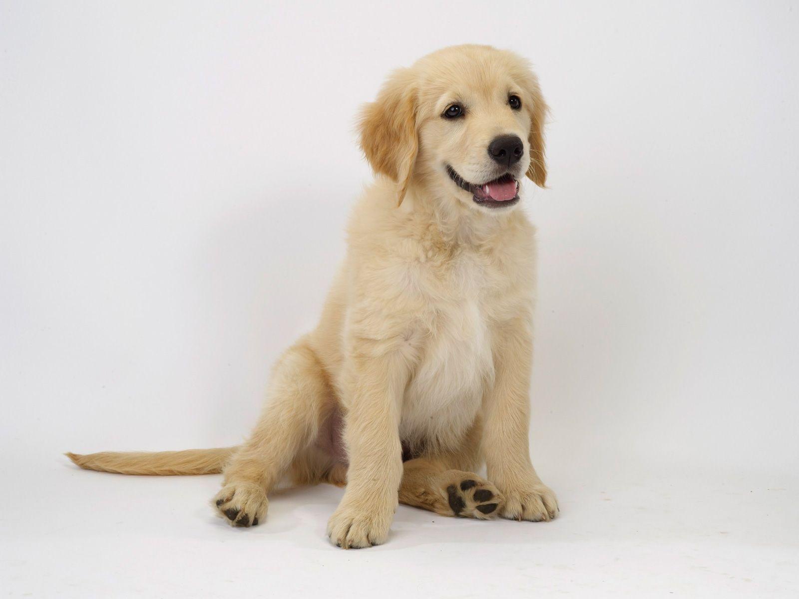 1600x1200 Golden retriever puppies wallpaper abwa 1920×1080 Golden Retriever Image Wallpaper 38 Wallpap. Golden retriever baby, Golden retriever, Golden retriever puppy