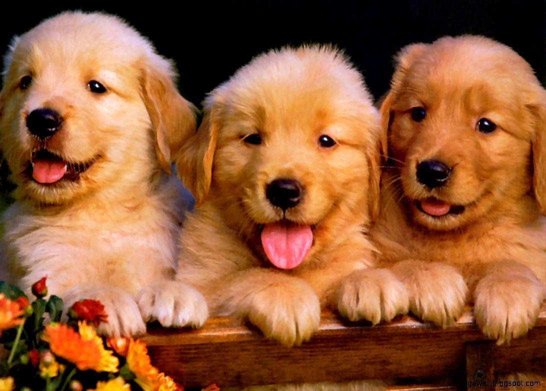 1092x782 Golden Retriever Puppies Wallpaper