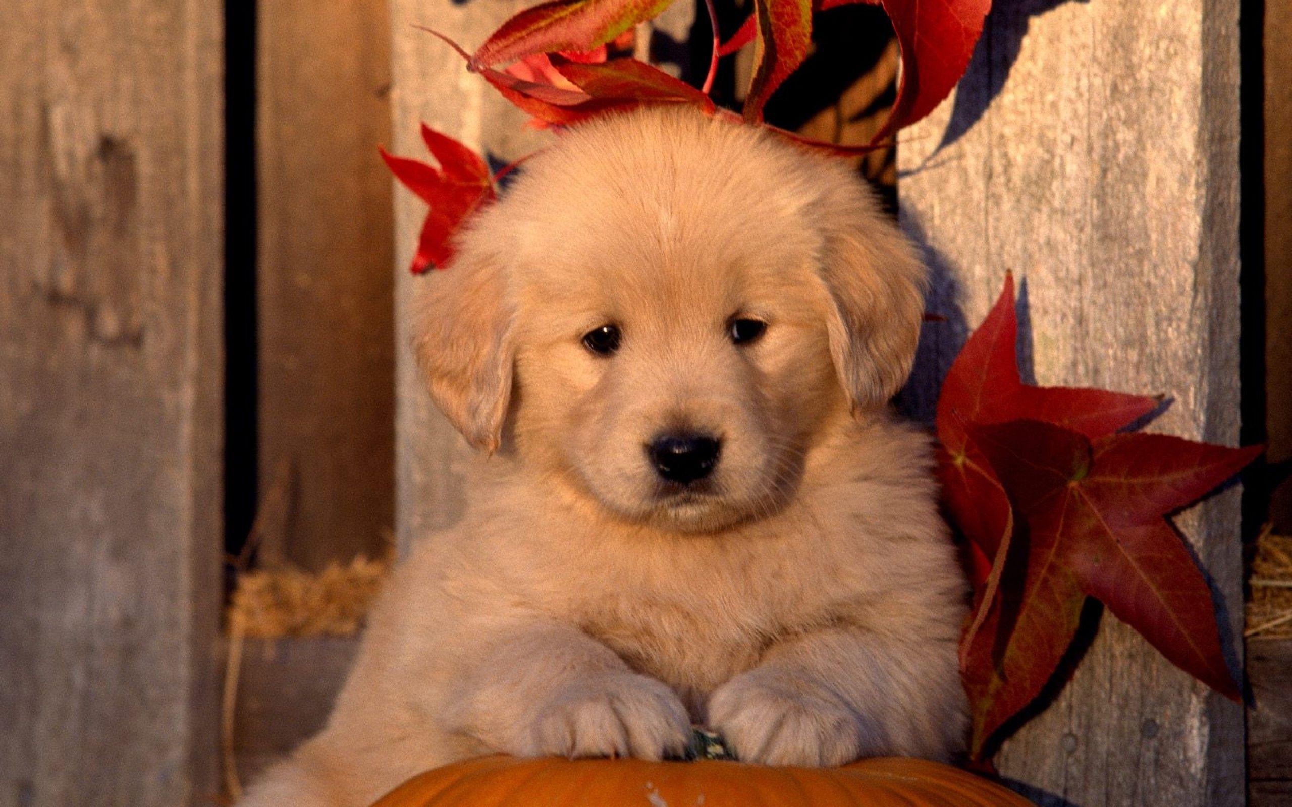 2560x1600 Animal Golden Retriever Wallpaper:2560x1600