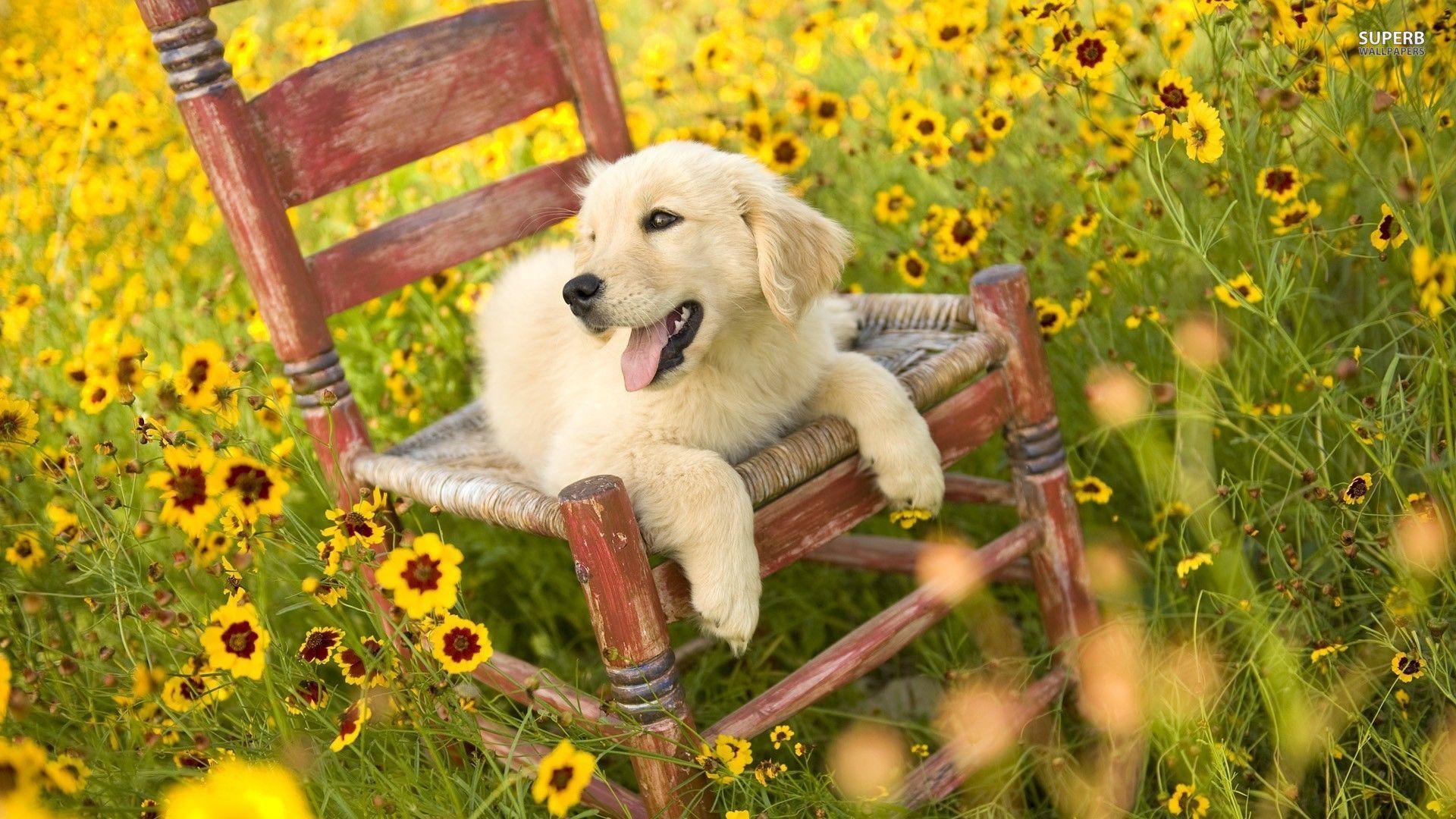 1920x1080 Golden Retriever Puppies Wallpaper