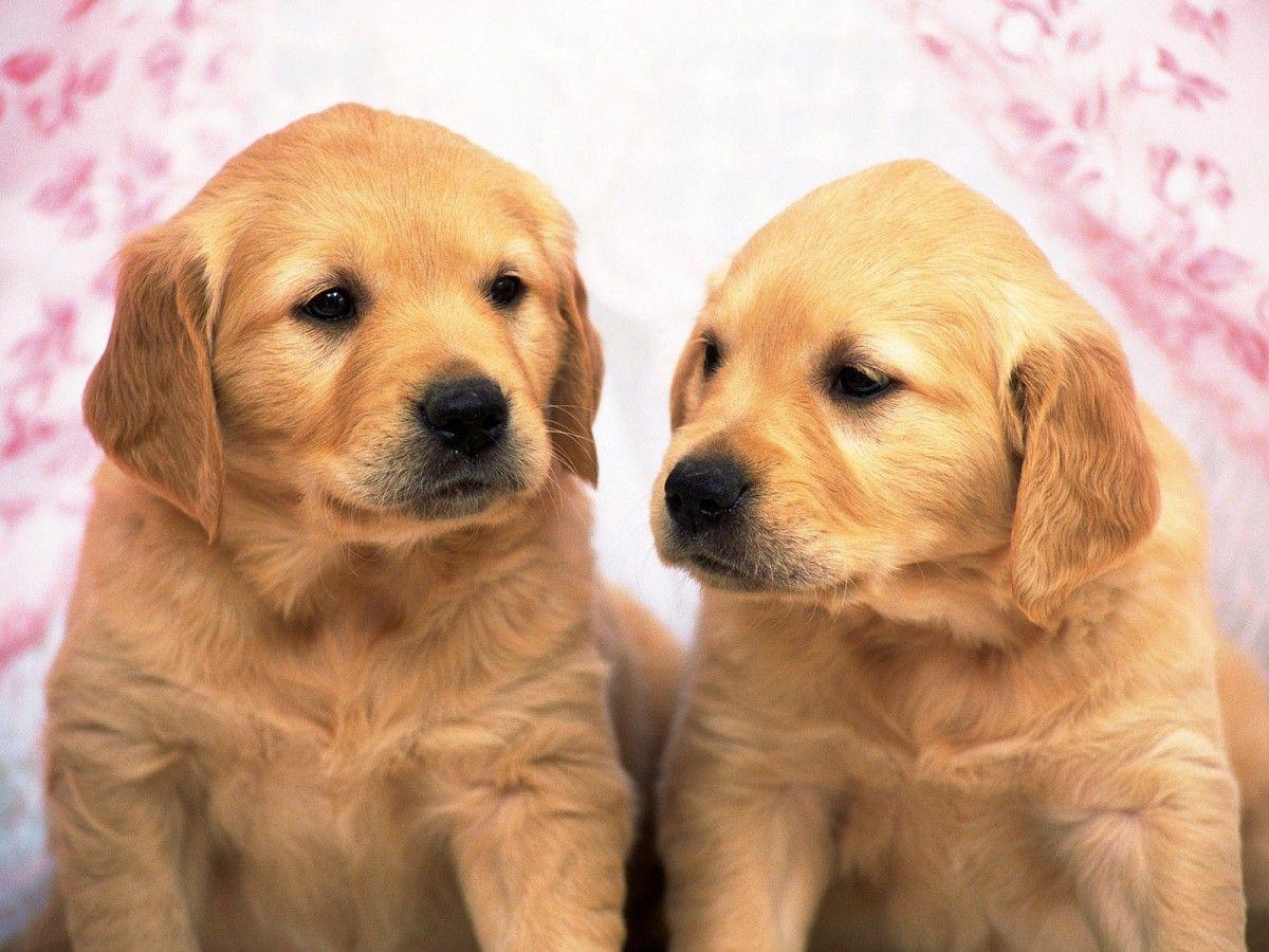 1200x900 Golden Retriever Puppies