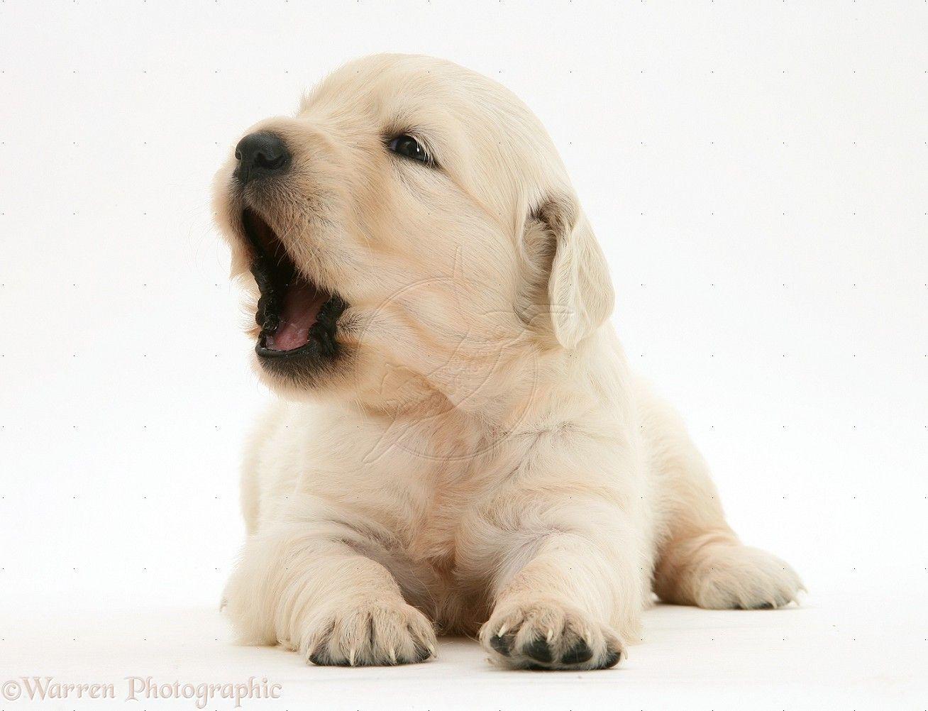 1308x1002 puppy wallpaper 151