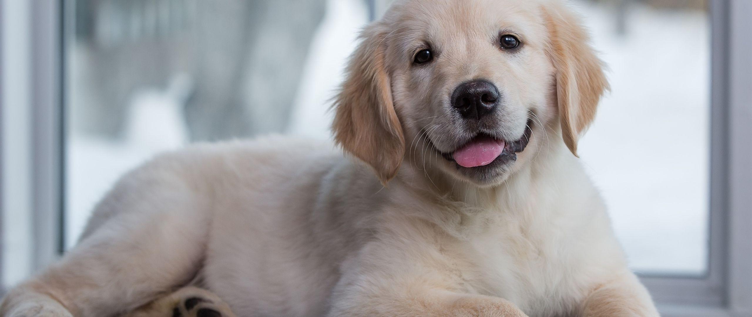 2560x1080 Desktop Wallpaper Golden Retriever Puppy, Cute Dog, Animal, Sitting, HD Image, Picture, Background, Tedf32