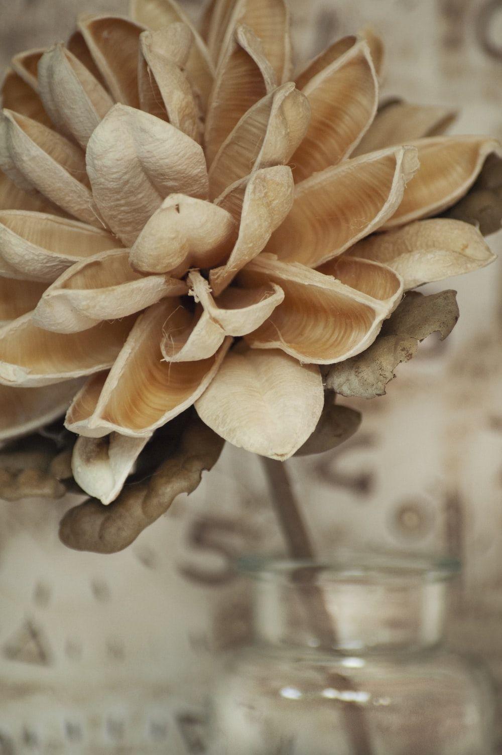 1000x1504 Neutral Color Picture. Download Free Image