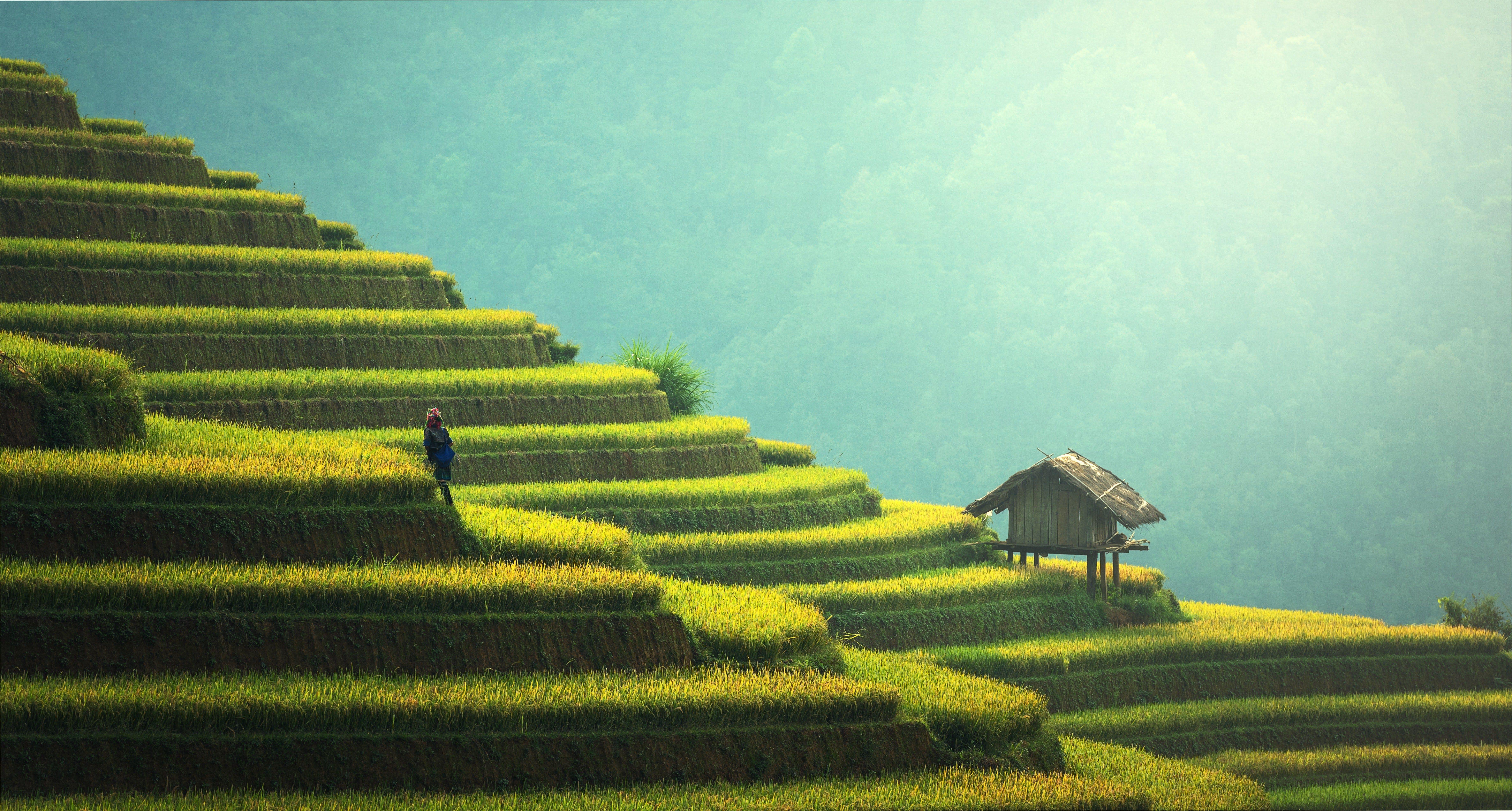 7360x3949 Endless Paddy Fields (7360×3949)