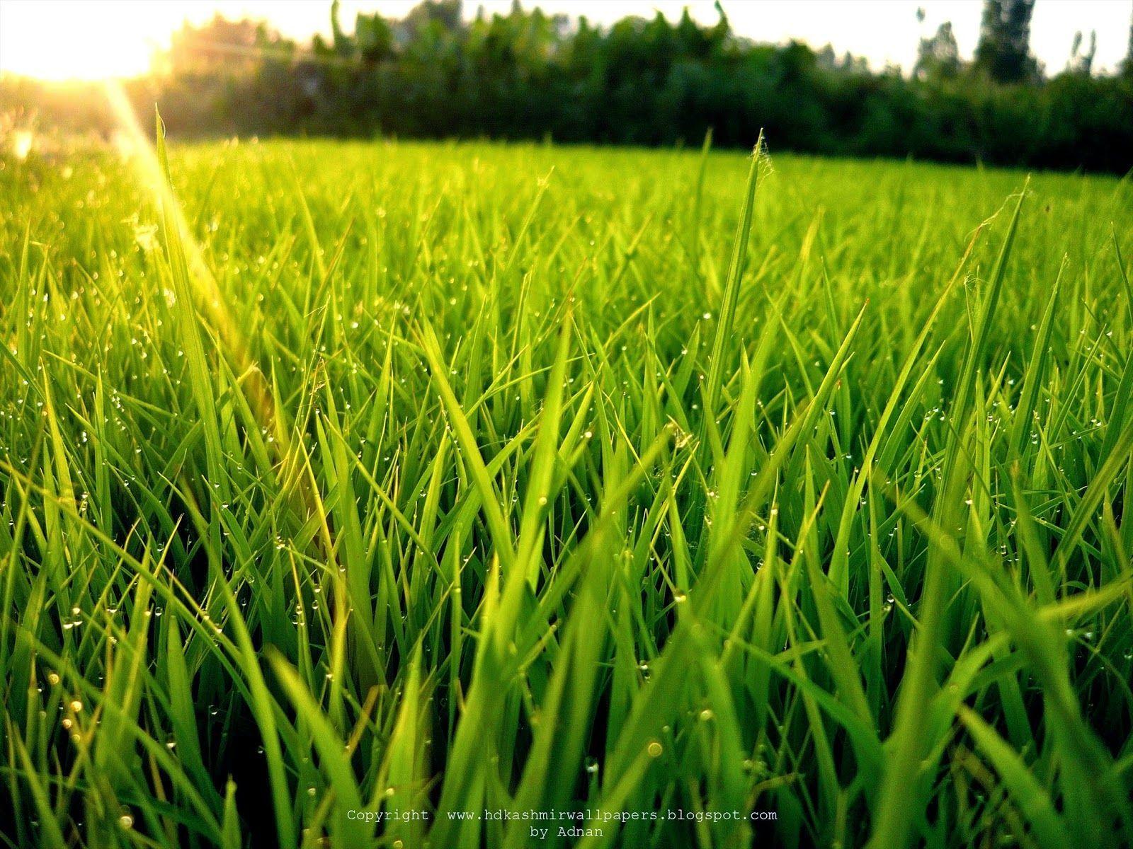 Paddy Wallpapers Top Free Paddy Backgrounds WallpaperAccess