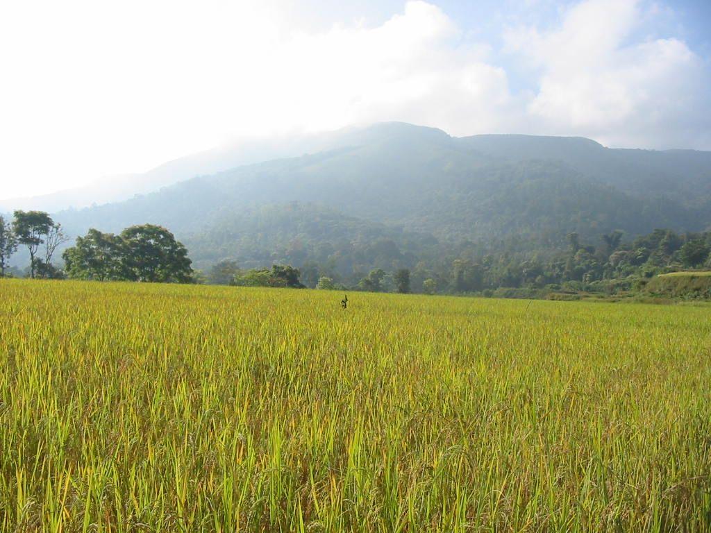 1024x768 My Free Wallpaper Wallpaper : Paddy Field