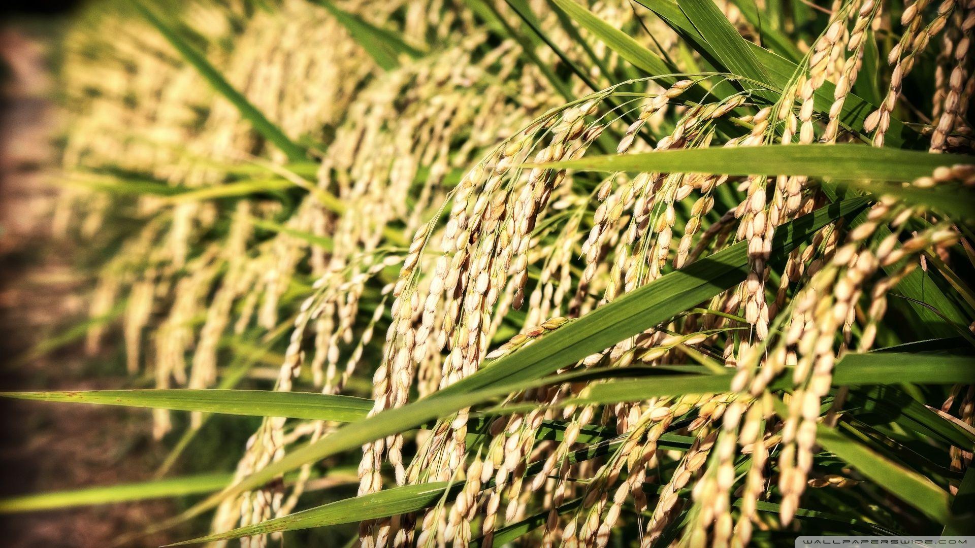1920x1080 Download Look At All That Rice Wallpaper 1920x1080