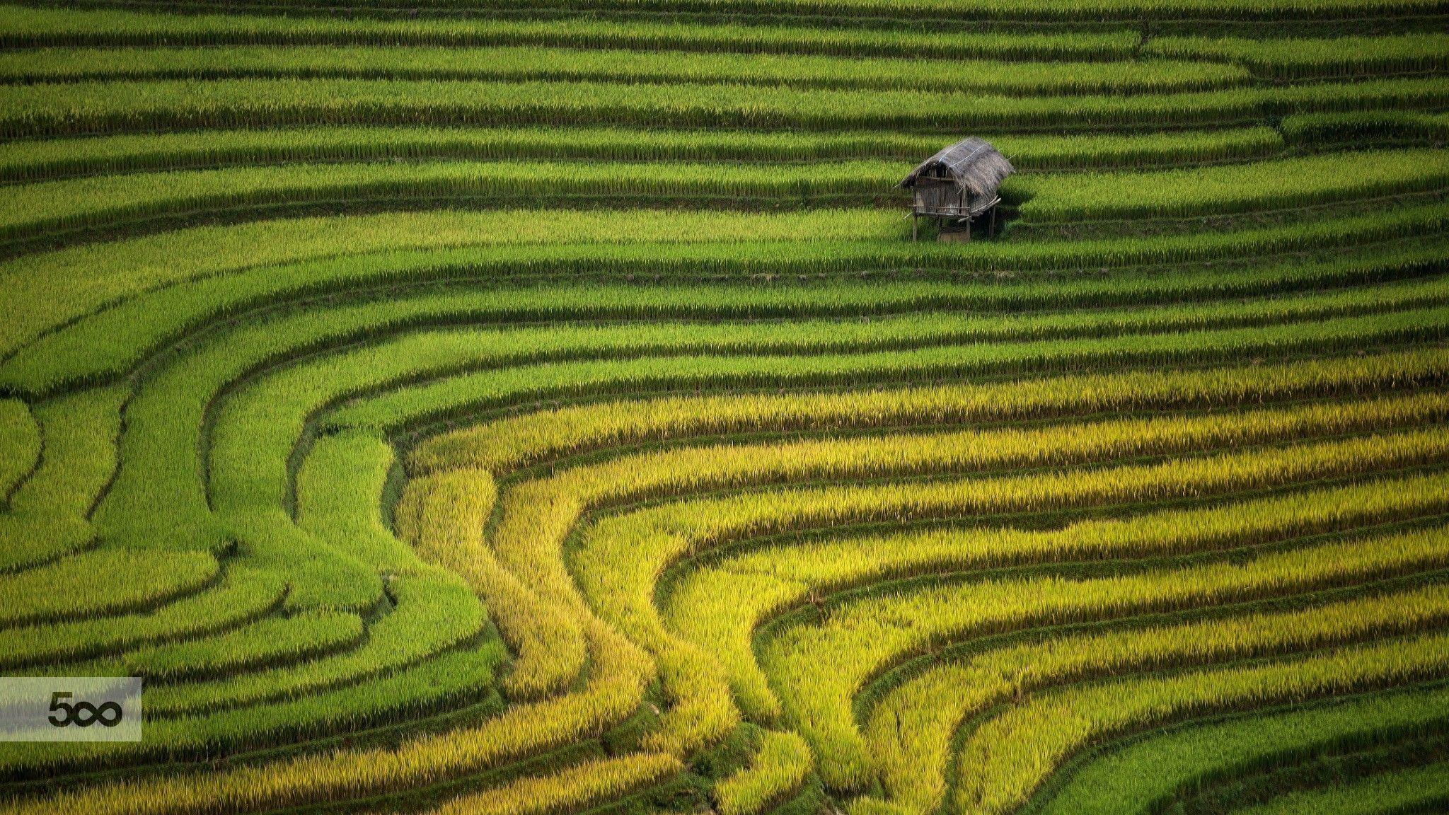 2048x1152 landscape, Rice Paddy Wallpaper HD / Desktop and Mobile Background