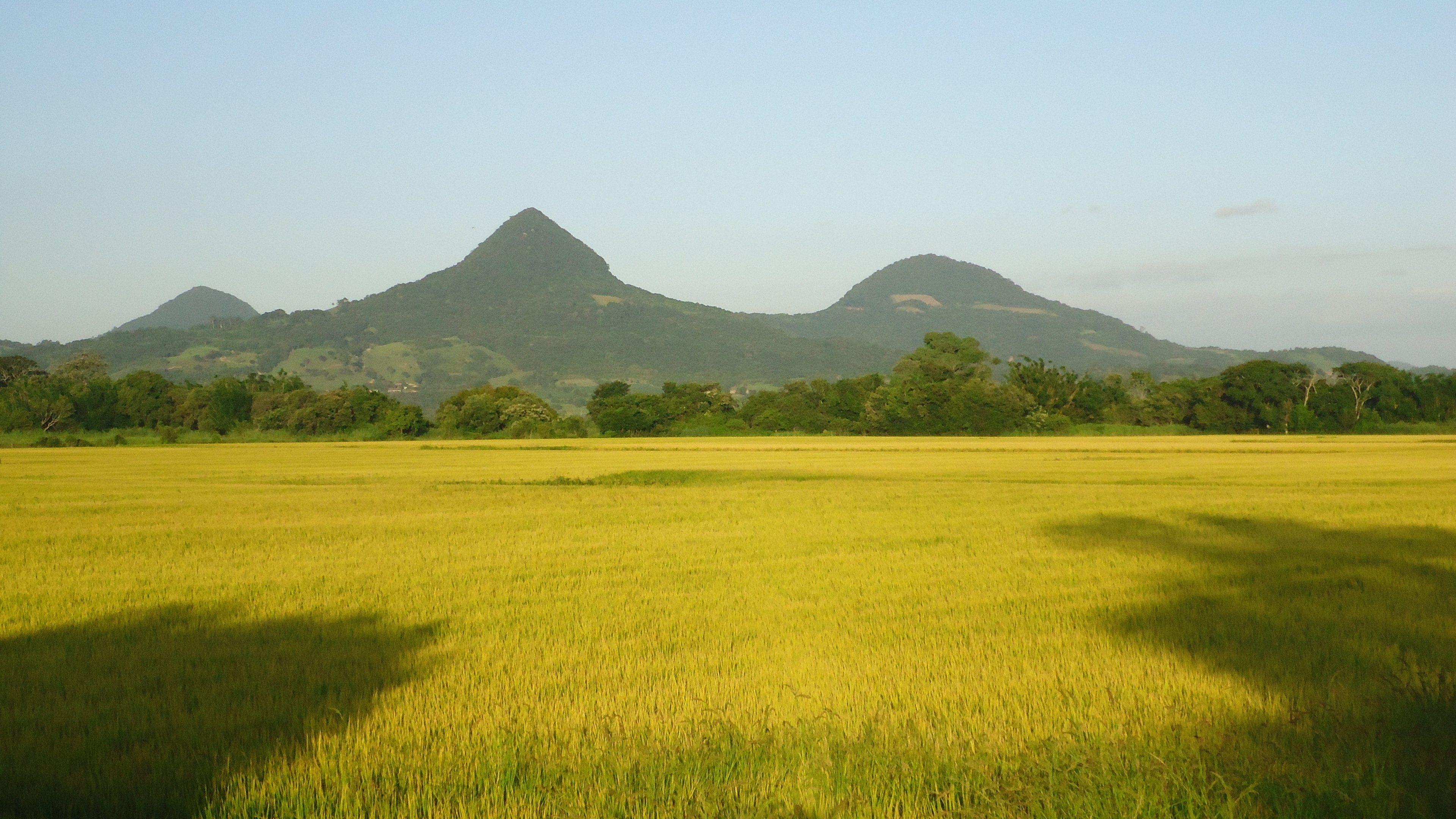 3840x2160 Rice 4K wallpaper for your desktop or mobile screen free and easy to download