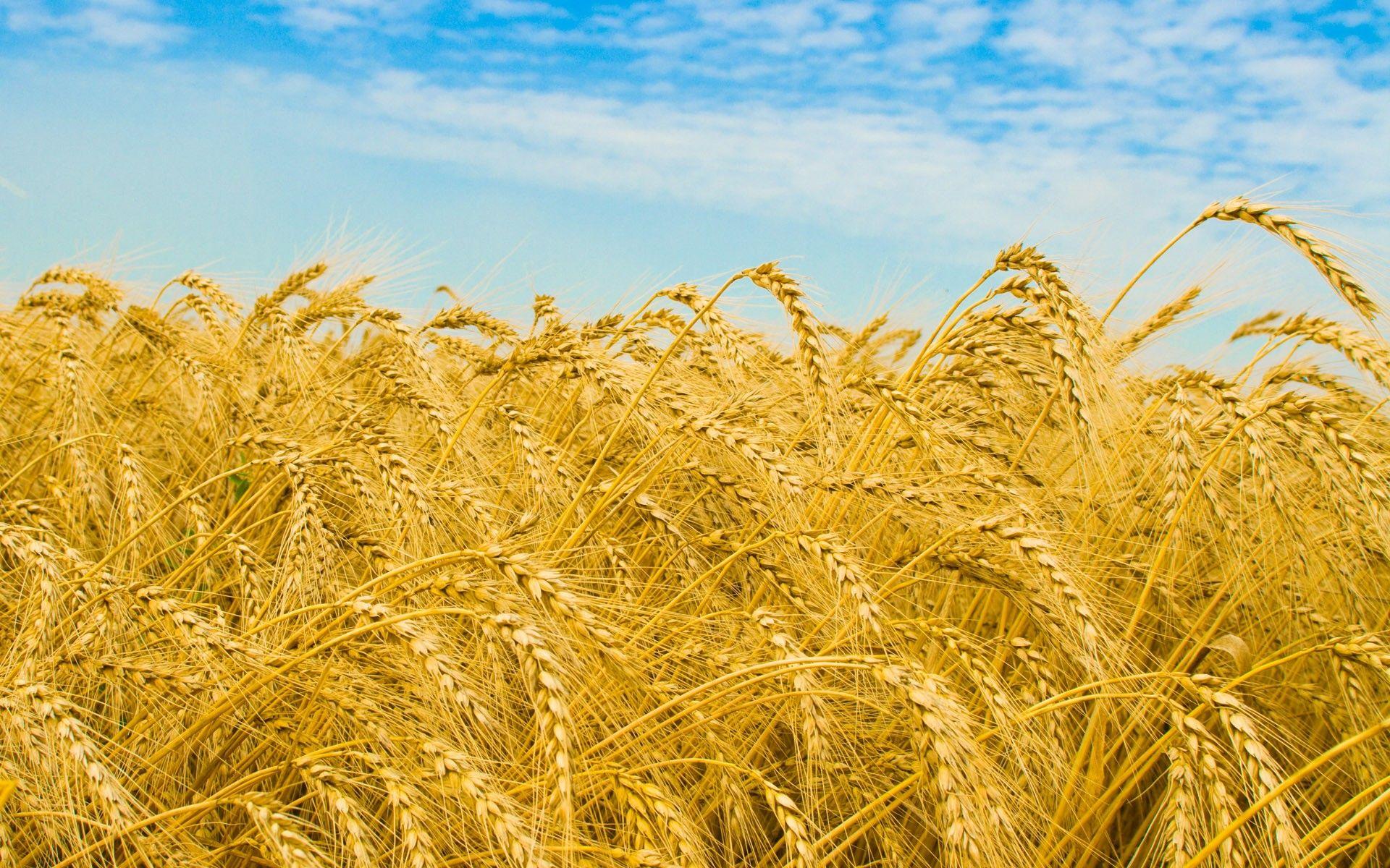 1920x1200 Wheat Field Nature Wallpaper:1920x1200