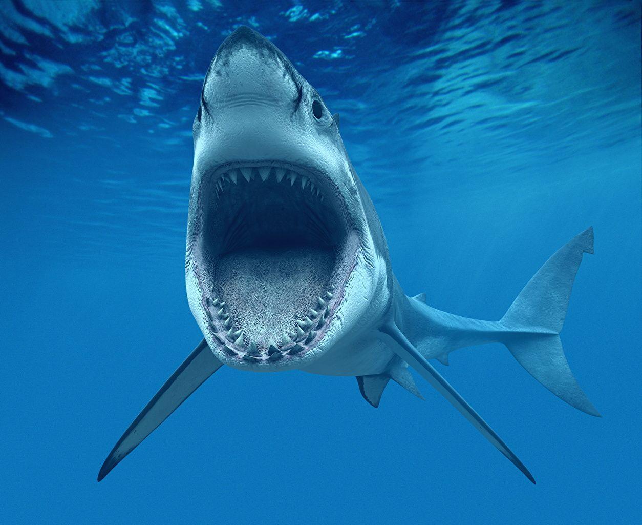 1254x1024 image Sharks Underwater world 3D Graphics Teeth angry animal