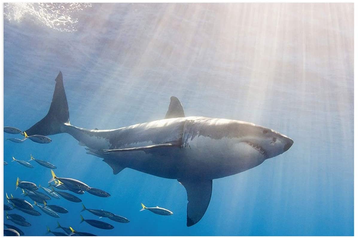 1197x797 Amazon.com : Victories Fish Tank Backdrop PVC HD Printing Wallpaper, 3D Animal Shark Printing Aquarium Poster Background Decor Paper Cling Decals Sticker : Pet Supplies