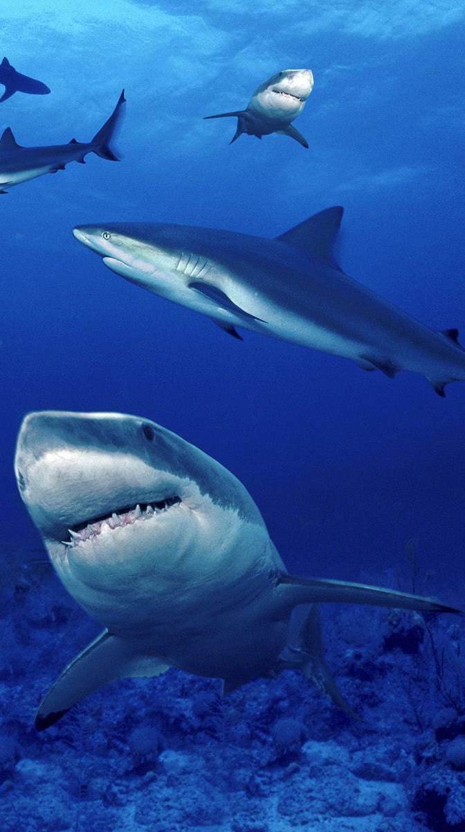 672x1200 Shark wallpaper
