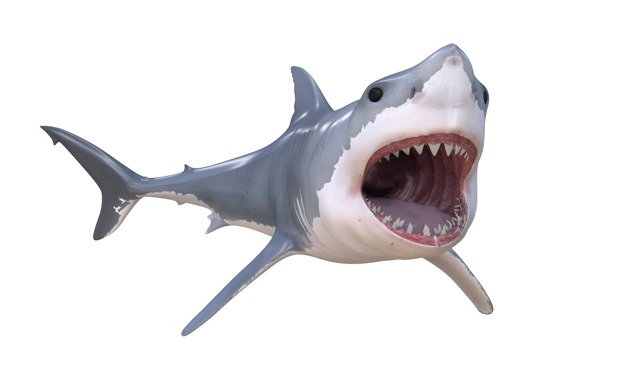 3D Shark Wallpapers - Top Free 3D Shark Backgrounds - WallpaperAccess