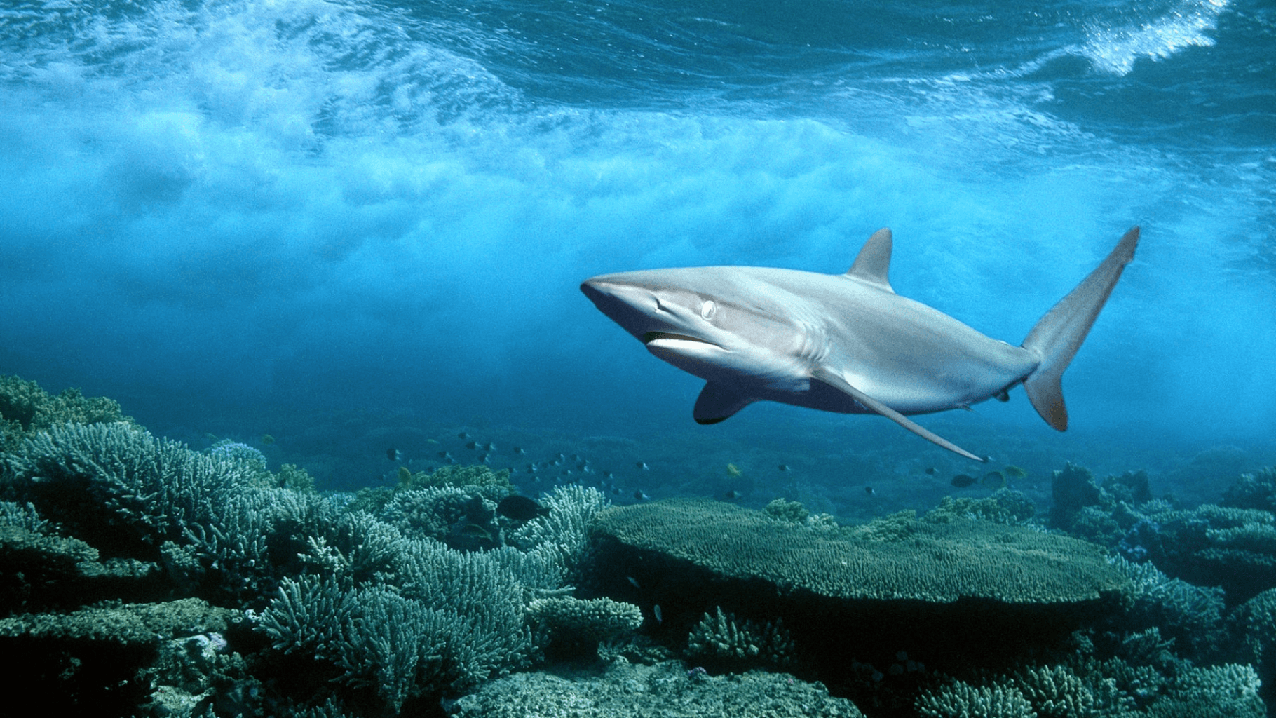 1820x1024 Download Shark 3D Free UHD for android, Shark 3D Free UHD 1.0 download