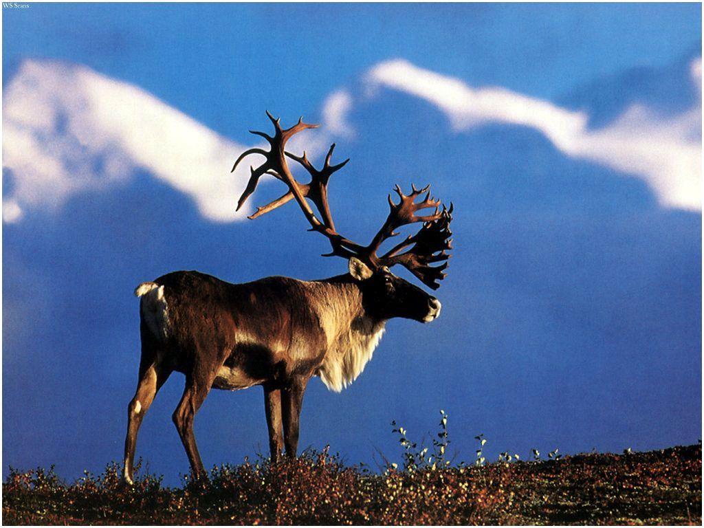 1024x768 Caribou Wallpaper