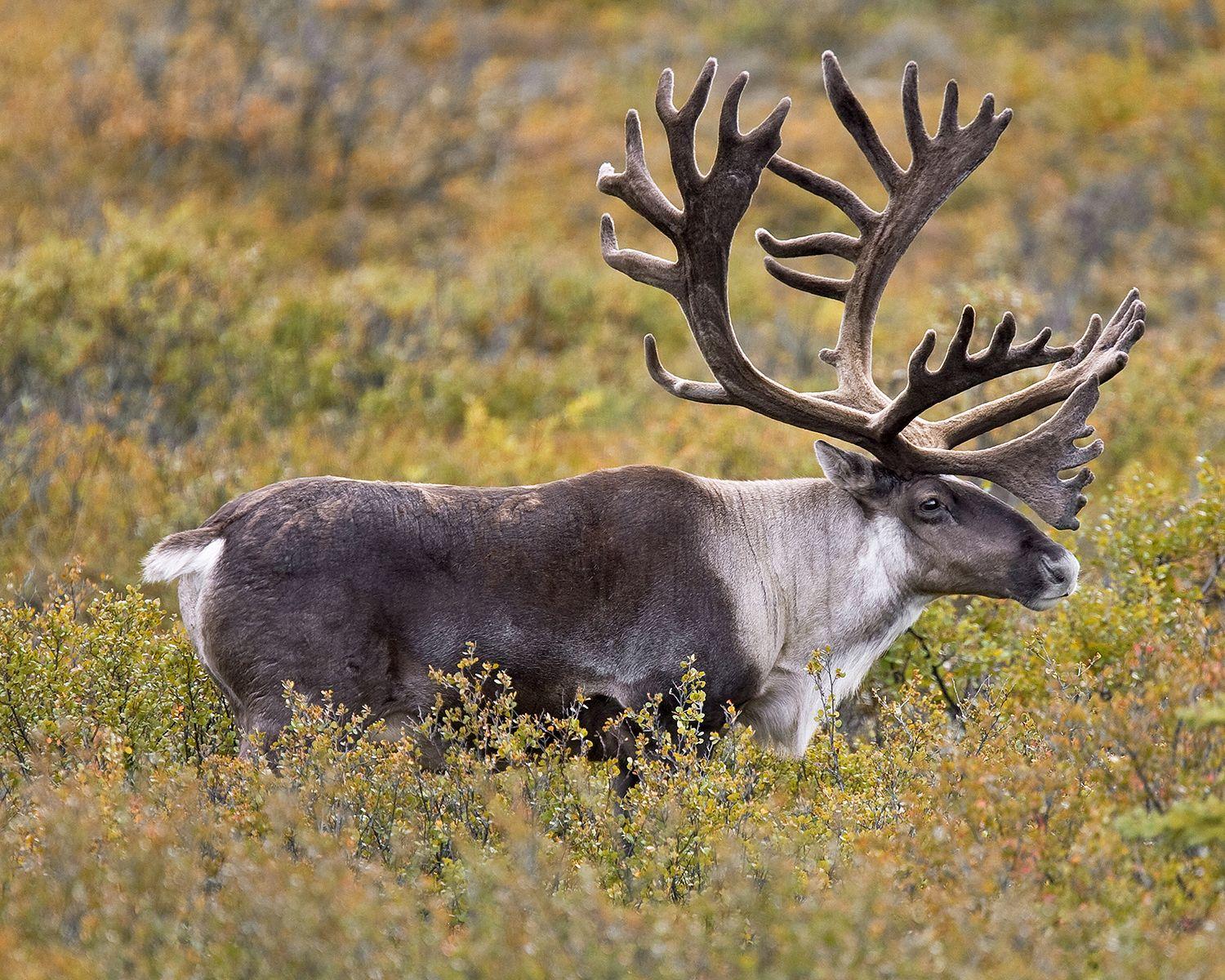 Caribou Wallpapers Top Free Caribou Backgrounds WallpaperAccess