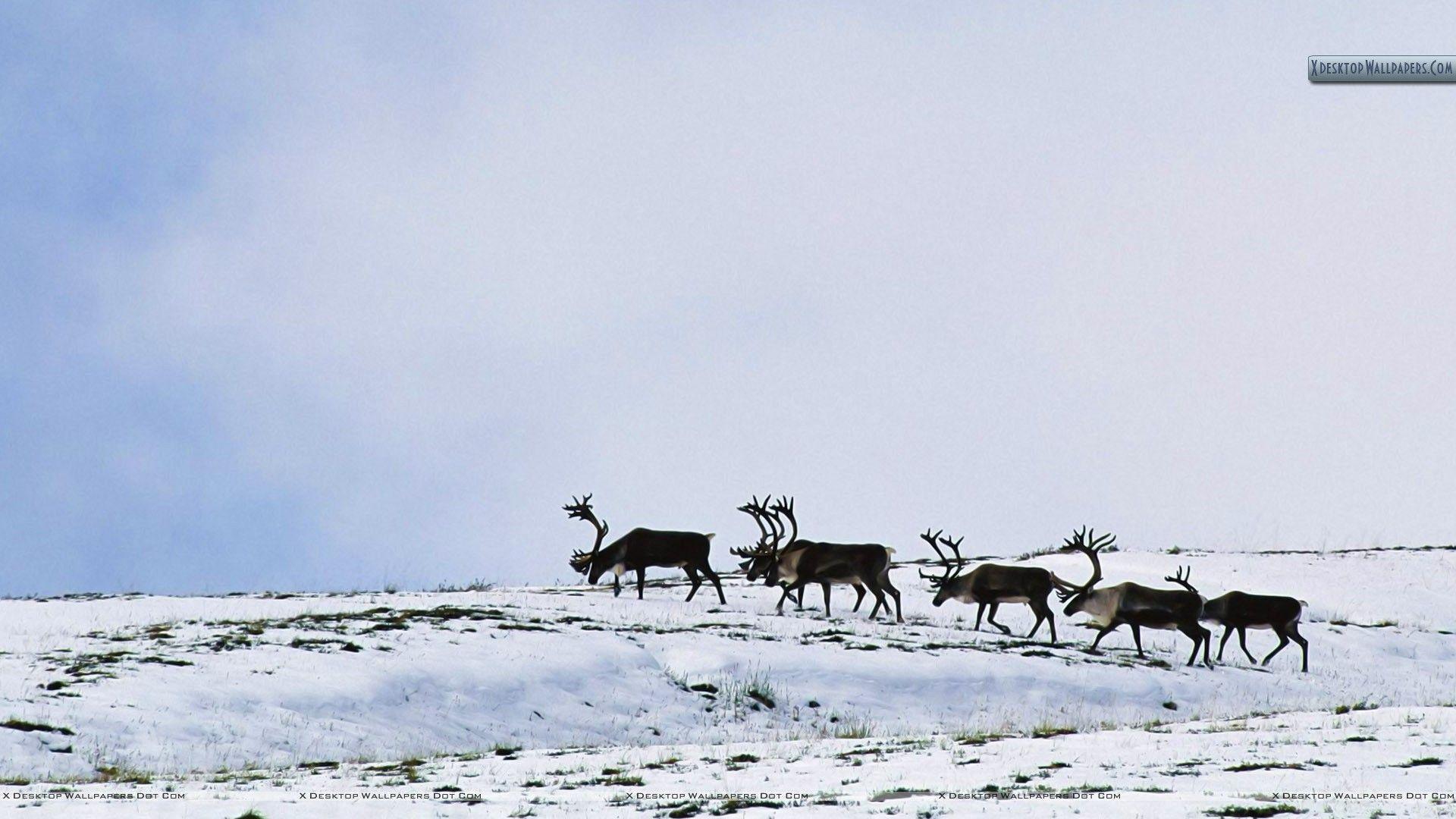 1920x1080 Caribou Wallpaper