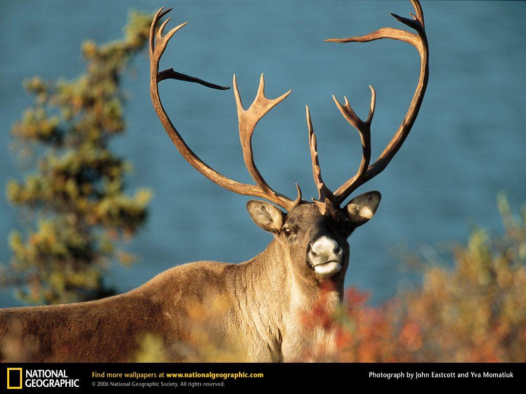 Caribou Wallpapers - Top Free Caribou Backgrounds - WallpaperAccess