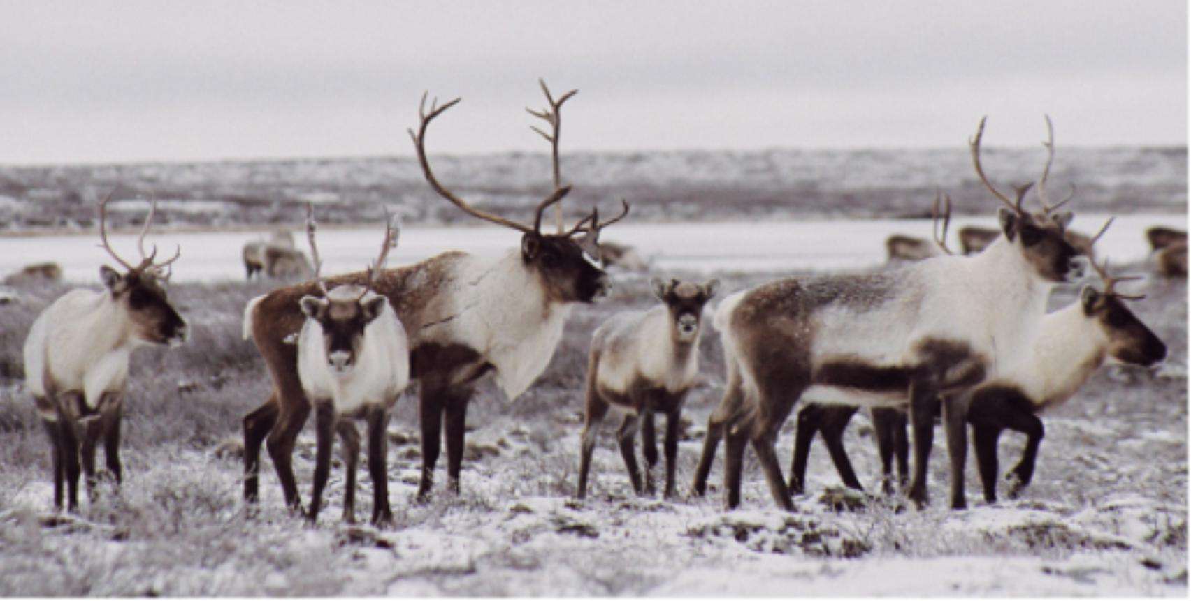 1704x861 Caribous wallpaper HD photo. Nature HD wallpaper