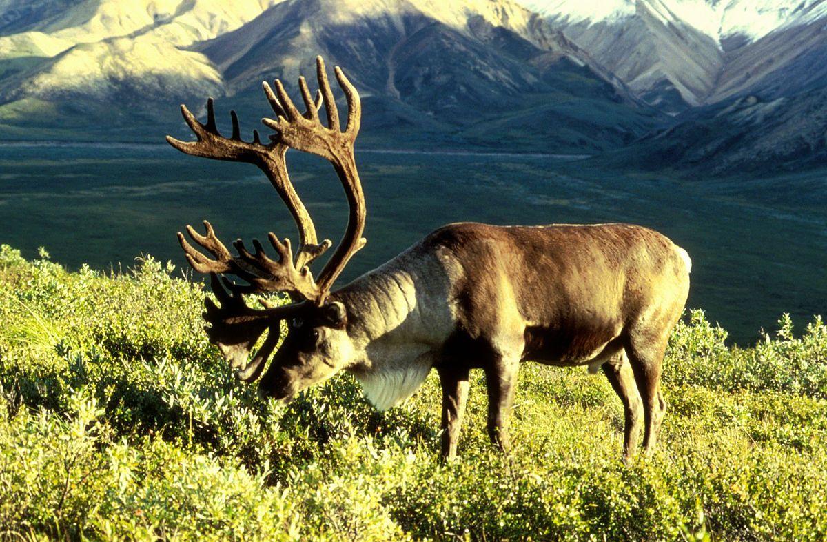 Caribou Wallpapers - Top Free Caribou Backgrounds - WallpaperAccess