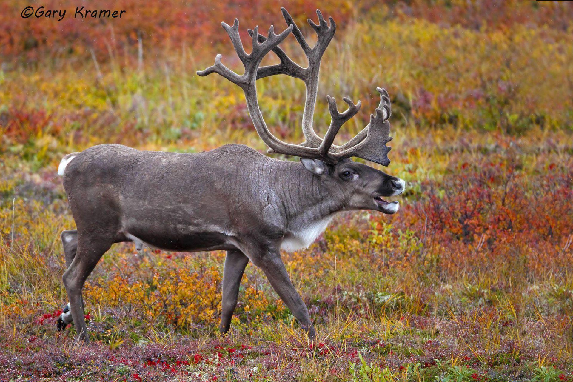 Caribou Wallpapers - Top Free Caribou Backgrounds - WallpaperAccess