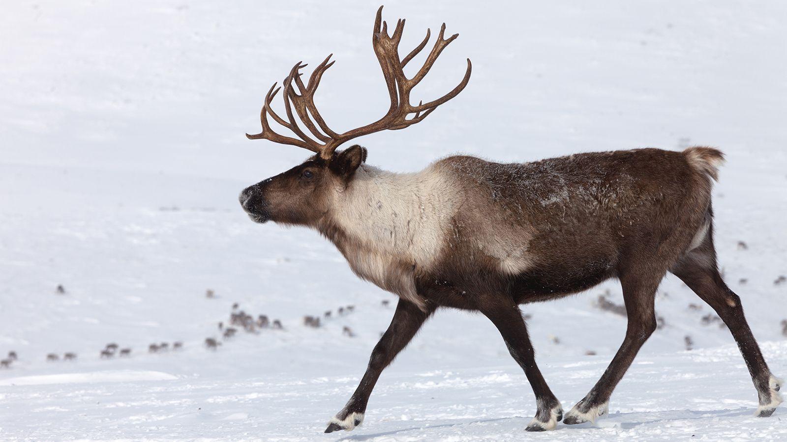 1600x900 Caribou Wallpaper. Caribou Wallpaper, Caribou Coffee Wallpaper and Caribou Winter HD Wallpaper