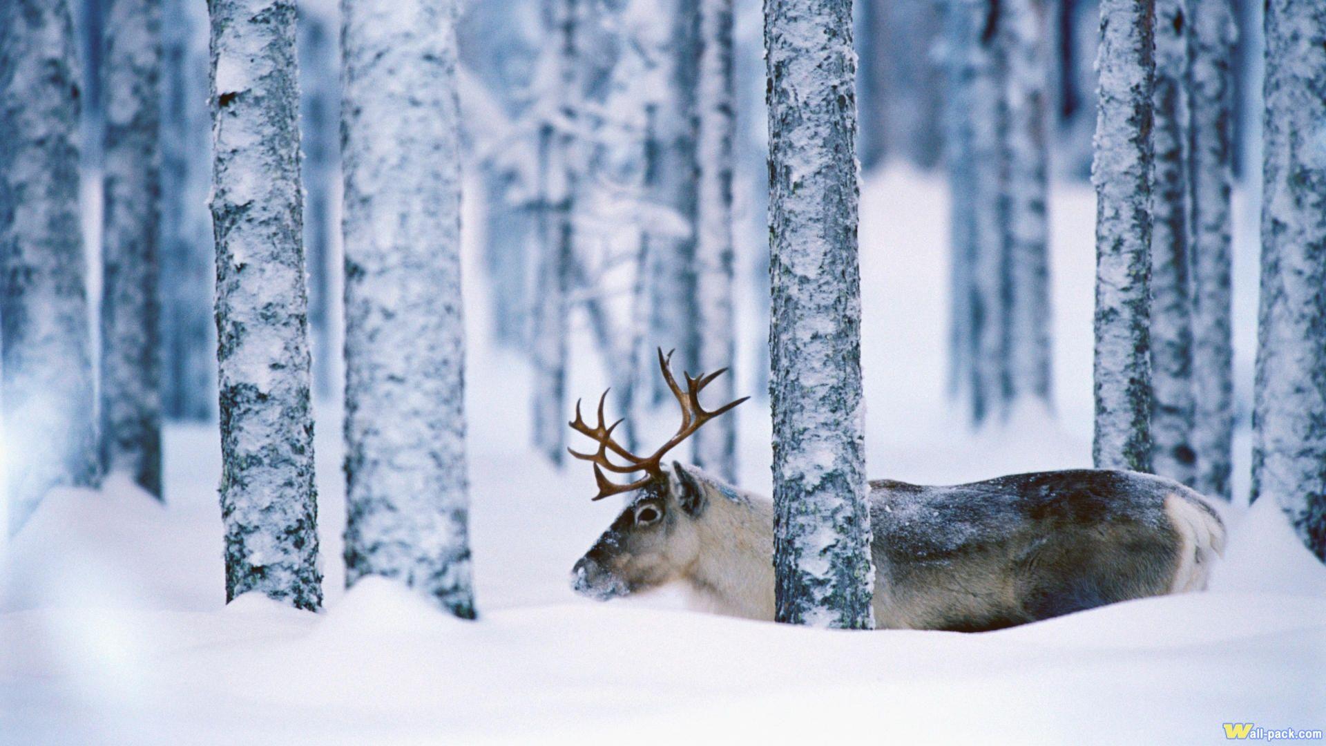 1920x1080 Caribou Wallpaper. Caribou Wallpaper, Caribou Coffee Wallpaper and Caribou Winter HD Wallpaper