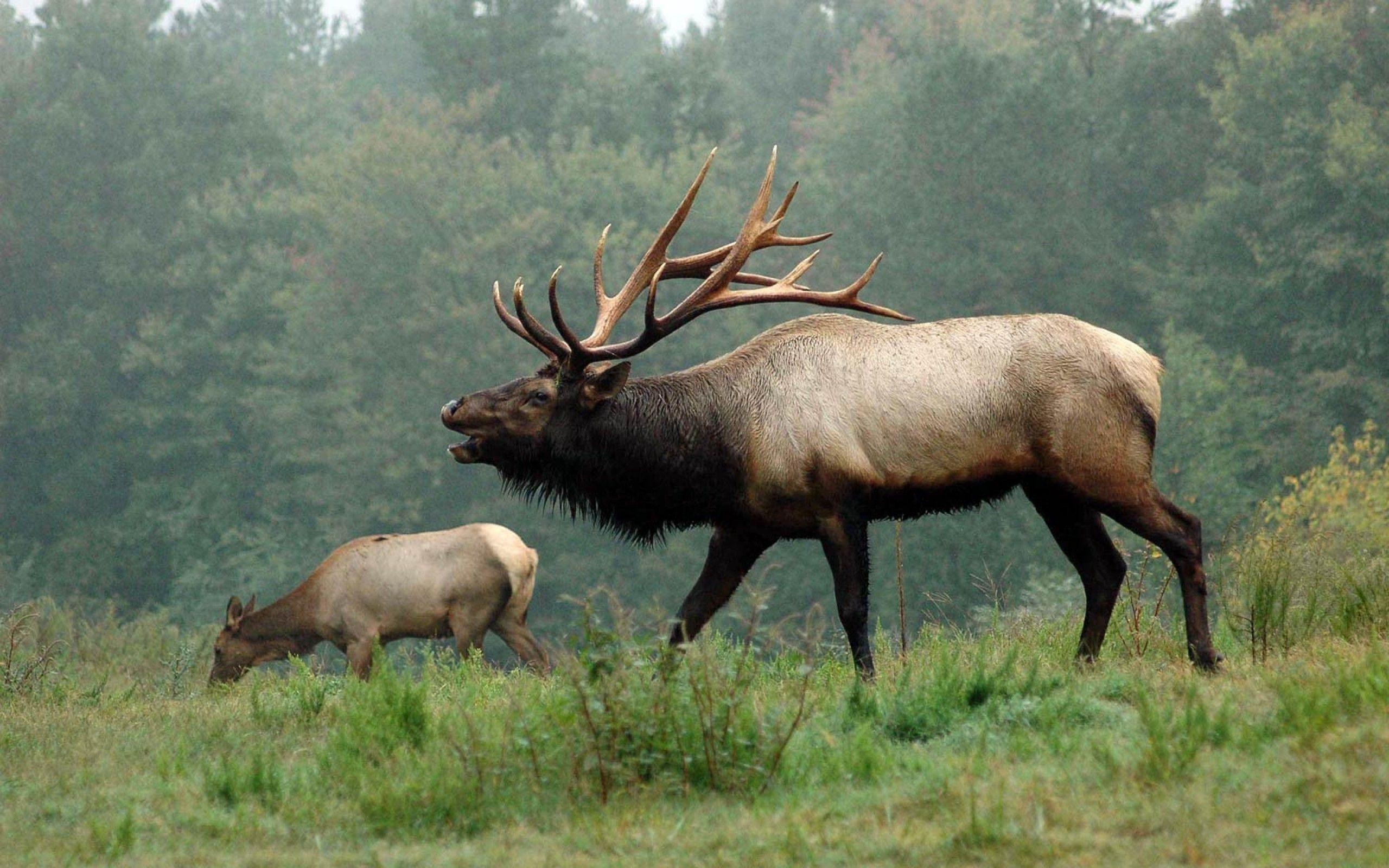 2560x1600 Caribou Wallpaper