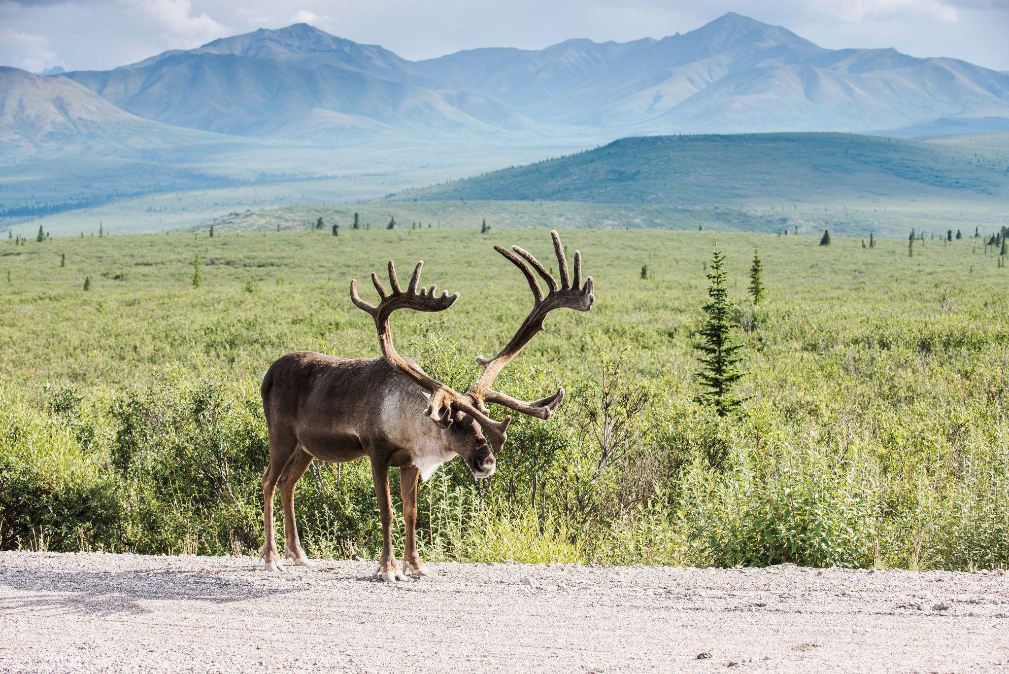 Caribou Wallpapers - Top Free Caribou Backgrounds - WallpaperAccess