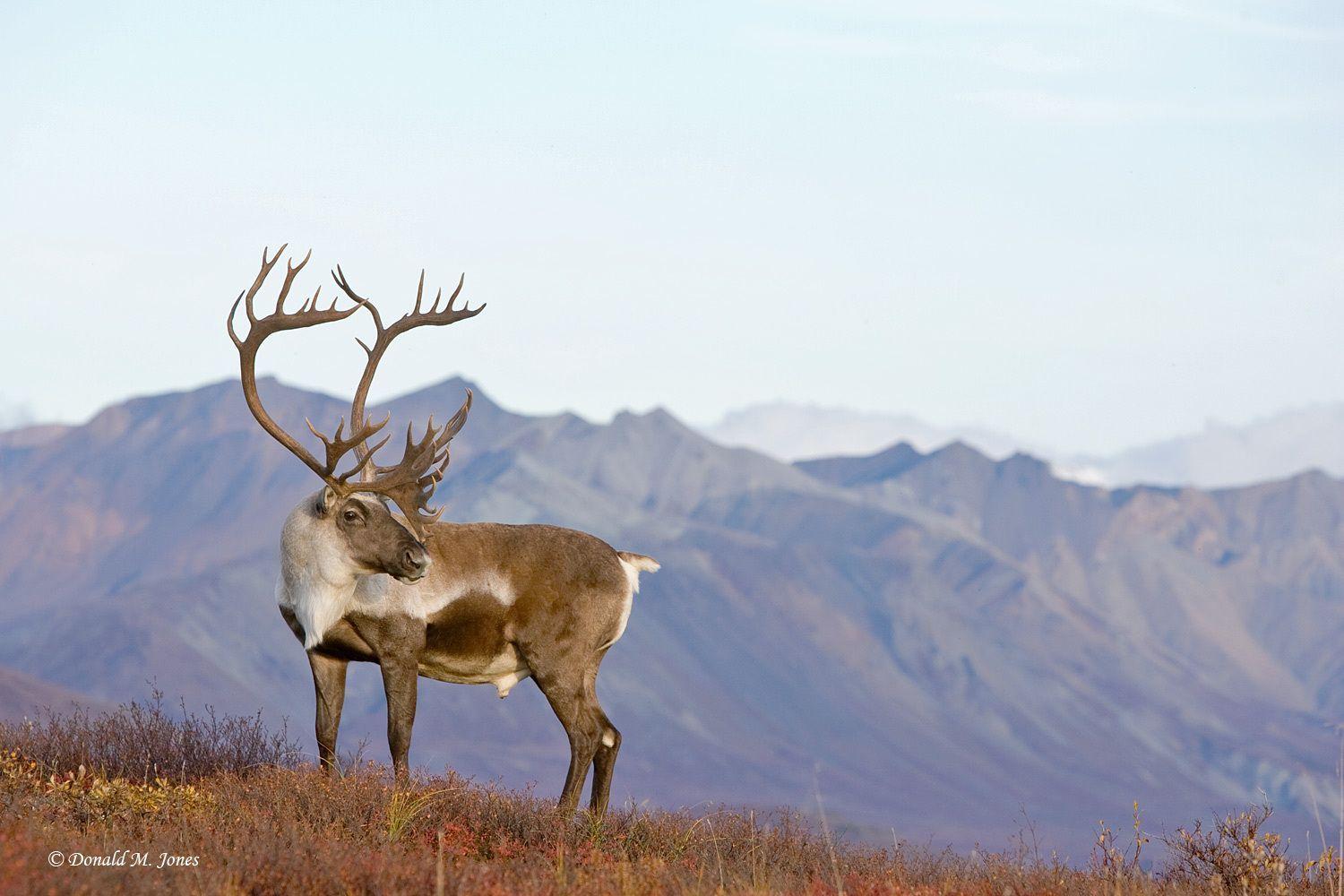 Самый большой олень в северной америке. Северный олень в тундре. Caribou. Крупное животное тундры. Виски Caribou Crossing с оленем.