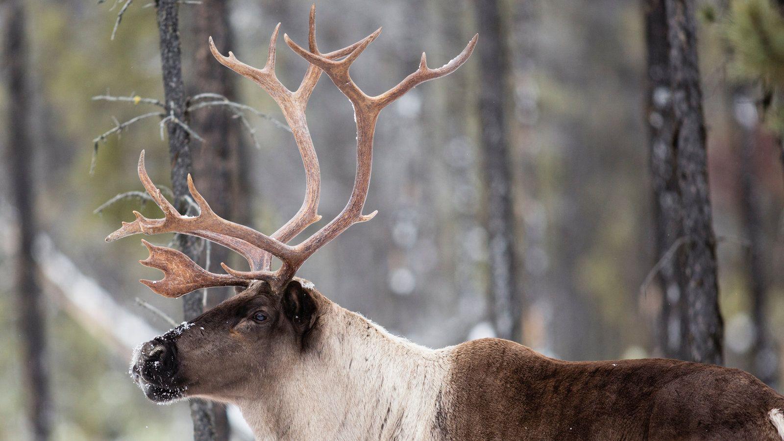 1600x900 America's Gray Ghosts: The Disappearing Caribou
