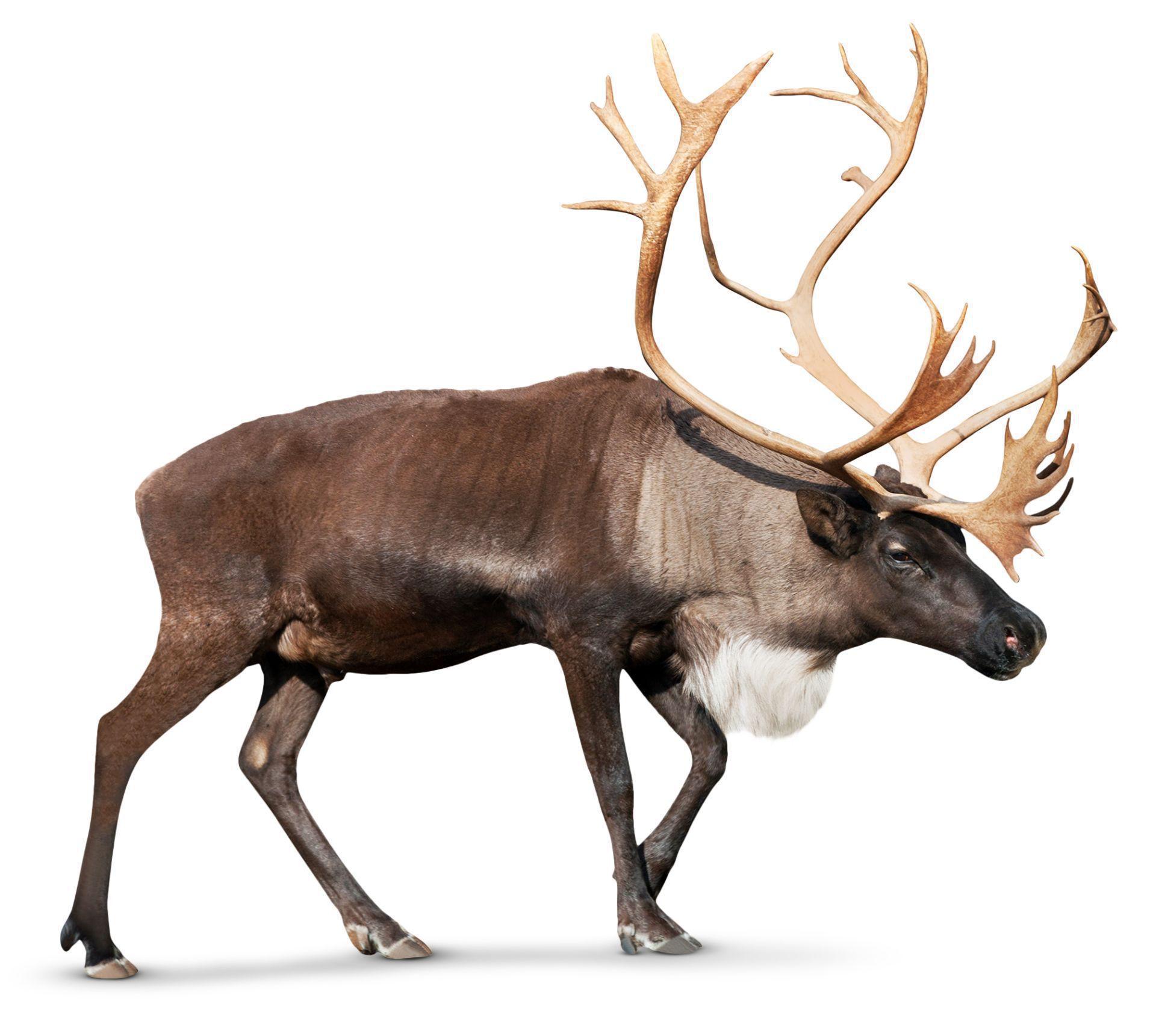 Caribou Wallpapers - Top Free Caribou Backgrounds - WallpaperAccess