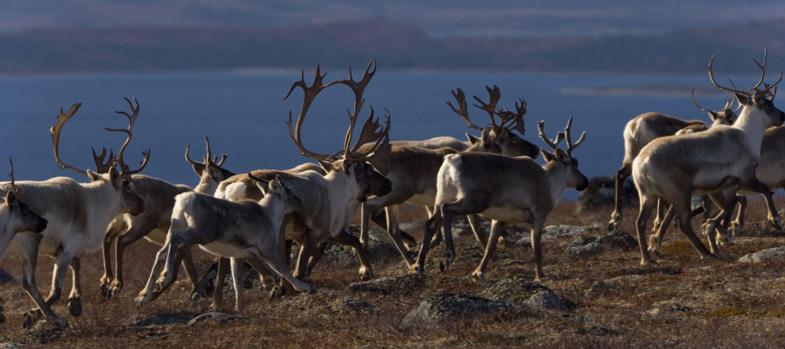 Caribou Wallpapers - Top Free Caribou Backgrounds - WallpaperAccess