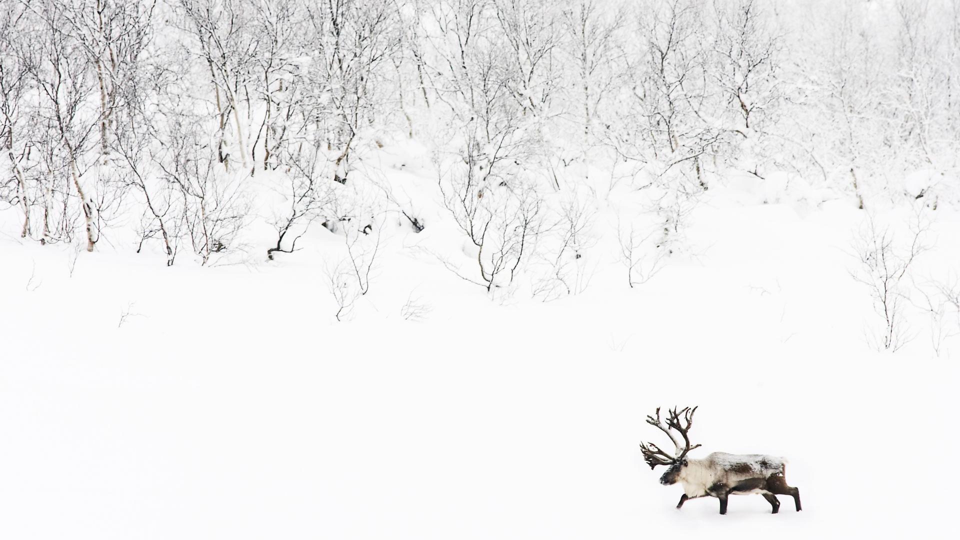 1920x1080 caribou Wallpaper /