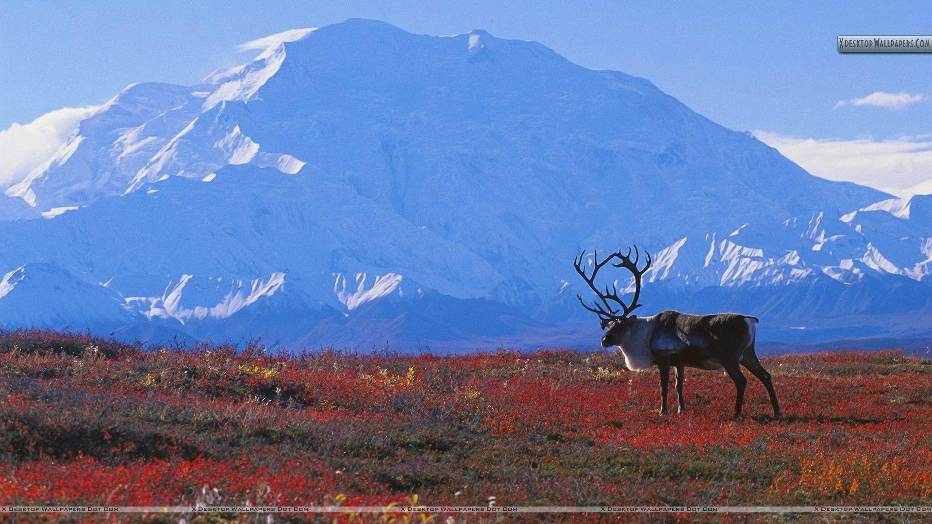 Caribou Wallpapers - Top Free Caribou Backgrounds - WallpaperAccess