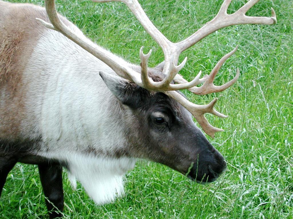 1024x768 Caribou close up