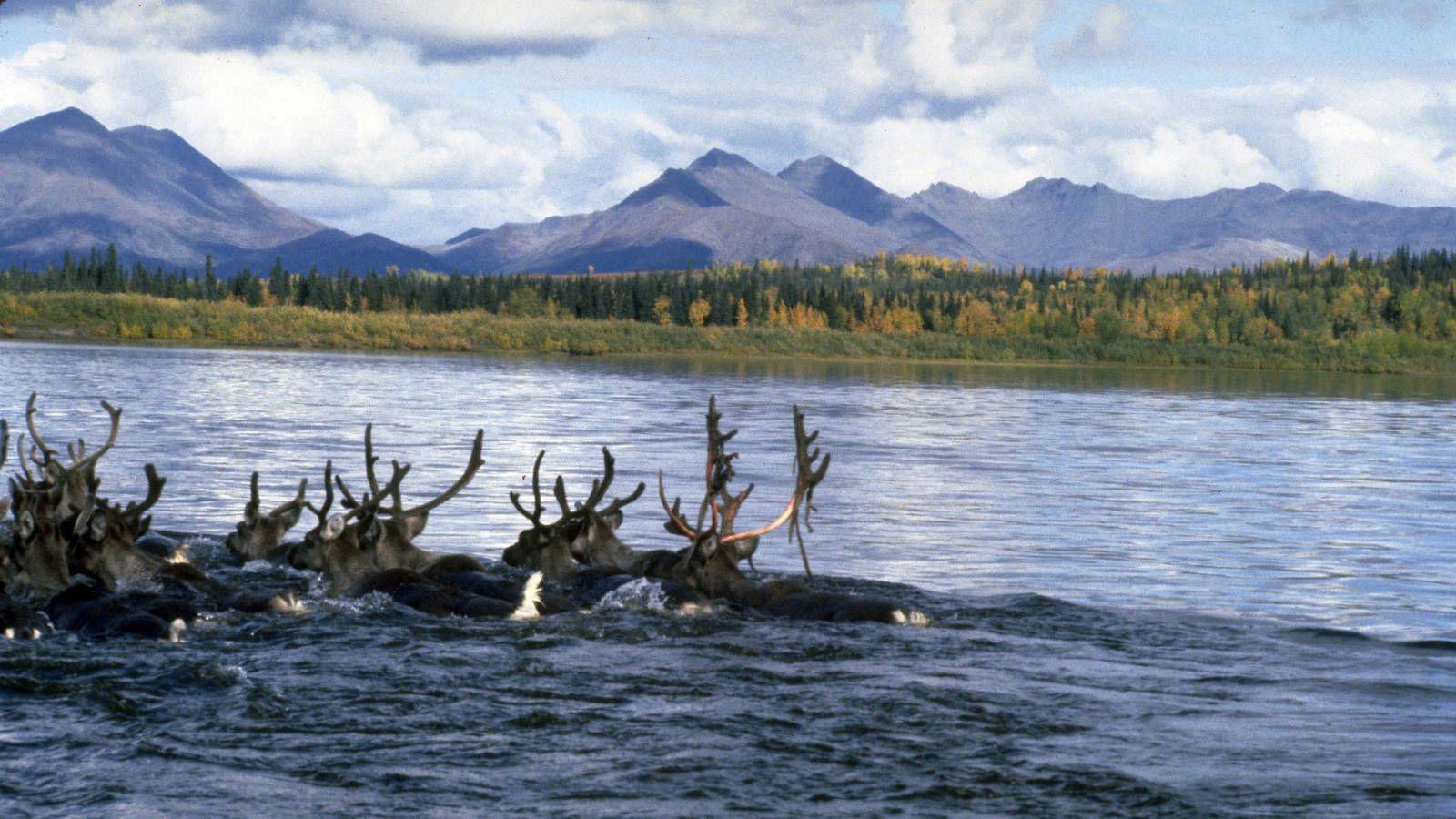 1600x900 Protecting an Amazing Migration · National Parks Conservation Association